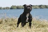 STAFFORDSHIRE BULL TERRIER - STAFFIE